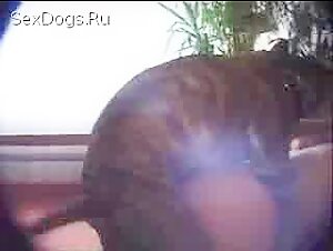Dog sex video: discover the pregnant woman and her Pitbull