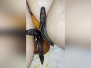 Exploring Dark Desires: Formicophilia and Animal Domination