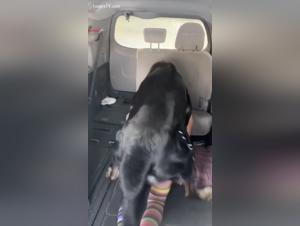 Canine dominance, wild submission