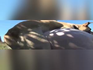 Imprudent Delights: The Dog Devours the Woman