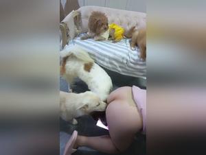 Dominantes Hund, Einreichung, Hardcore -Tiersex