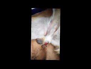 Extreme sensation with animal sex