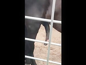 Horse Sex Videos - Hard and Extreme