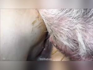 Wild Creampie: Ariel and the Boar in an Xxx Orgy