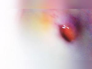 Explore the Limits: Sex with Dogs, Unheard of Exploitations