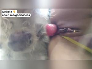 Wildhund-Creampie: ein bestialisches und ungezugeltes Erlebnis