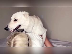 Animal breath, blonde enjoyment and wild dog