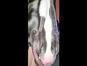 Hardcore and extreme bestiality sex scenes with dogs
