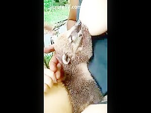 Bestiality sex scene with a female dog in heat