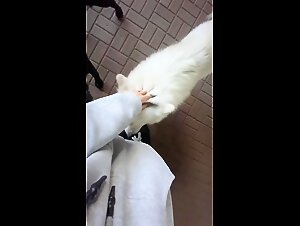 Tokkie and the Dog - Extreme Bestiality Video Porn