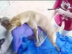 Bestiality Sex Videos with Angela and a Dog