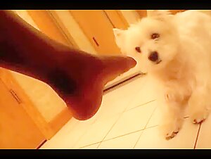 Extreme zoophilia video
