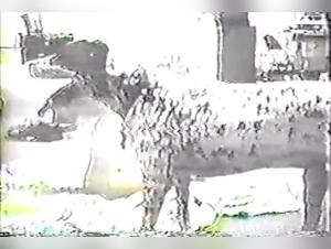 wild fucks, submissive women, exacerbated animal desire