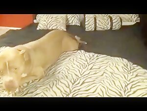 A shocking zoophilia scene with Shelly Rims