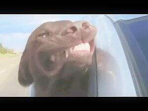 Intense moments of bestiality with dogs
