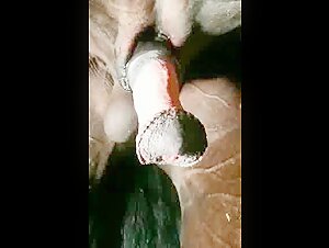 Video of Extreme Bestiality with a Horse