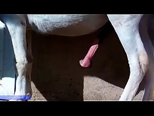 Sexy Bestiality in Men with Horses, Women and Dogs