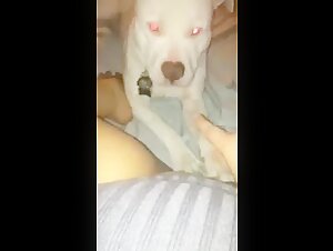 Bestiality sex scene with a dog and a woman in an amateur video