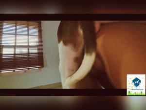 Xiomara and her zootific partner: an intense and exciting bestiality film