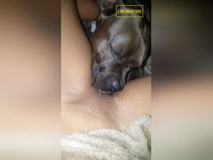 female dog sodomized, devoured by animal pleasure