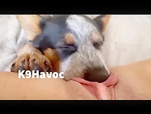 Extreme dog sex video