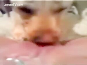 Extreme dog sex video