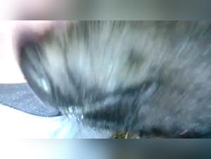 Obediencia animal y placer loco: explora nuestra coleccion