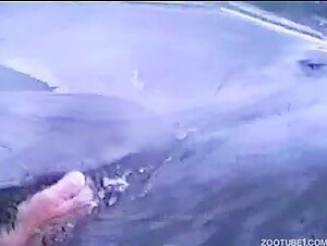 Bestiality and Extreme Sex Video
