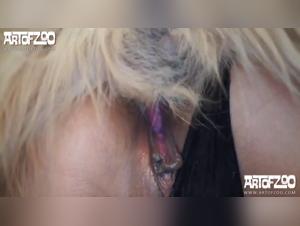 Défonce canine incontrôlable : Alexa subit la domination brute