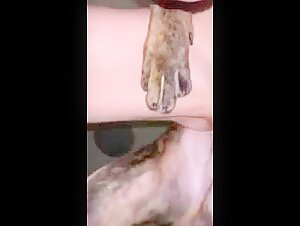 Extreme dog sex video