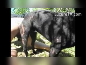 Taboo Challenges, Dark Desires: The Power of the Dog in Gay Sex