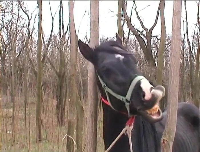 Bestiality in the Free Air: Sodomization of Equine and Jugo Animal