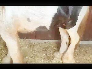 Watch this Horny Horse and his Big Cock in the Stable