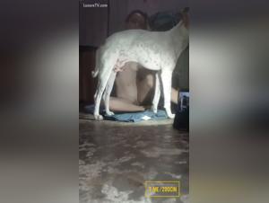 Wild Fuck: The Slut Gets Exploited by Her Dog