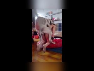 Explore the Abyss: Women & Dogs in an Orgy of Sensuality