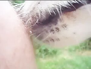 Dog Sex Video - Bestiality and Extreme Pleasure