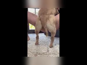 A demonic dog, a submissive woman: the pinnacle of hardcore zoophilia.