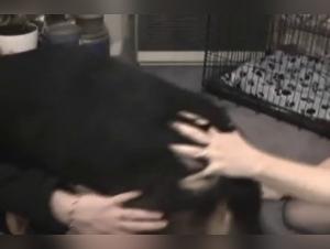 The Beast in Bed: Forbidden Canine Delights
