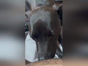 Feline violence, uncontrollable canine sex with sapna