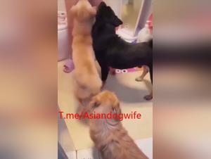 Fucking Sucid of Japanese dogs