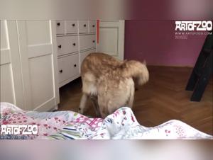 Uncontrolled animality: Kaia cums with a dog