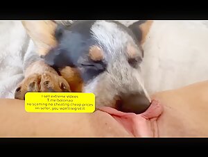 Experience the Extreme: Bestiality Video