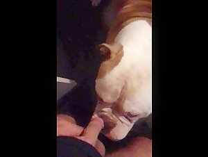 Bestiality Sex Video: A Man and His Big Dog