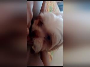 Discover Feline Obsession: Girls and Animals in a Power Game