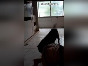 Canine Domination, Humiliating Submission: An Exploration of Bestiality