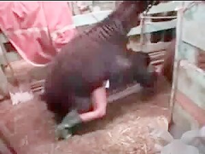 Bestiality video: woman gets fucked by a llama
