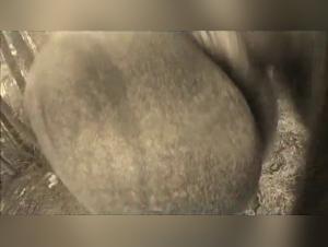 Experiment with Intensity: Women, Dogs, Extreme Delights