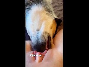Welcome to the best zoo porn site, we offer you sex videos where we fuck with a slutty dog!