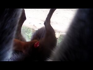 Zoophilia video: wolf and handjob