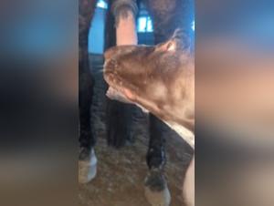 Satisfying Her Darkest Desires: Hardcore Animal Sex